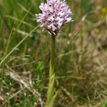 orchis-tridentata-4