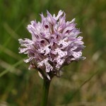 orchis-tridentata-5