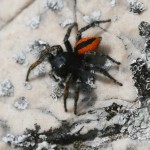 philaeus_chrysops1