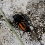 philaeus_chrysops2