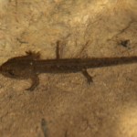 salamandra_salamandra4