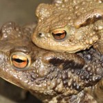 bufo_bufo5