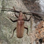 megopis_scabricornis-1