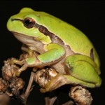 hyla_arborea1