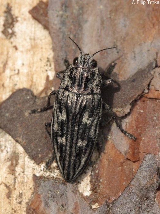 Chalcophora mariana krasec měďák Buprestidae krascovití Natura