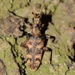 rhagium_sycophanta2