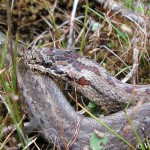 coronella-austriaca