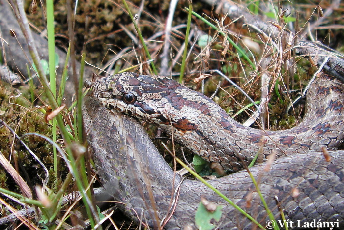 Coronella austriaca užovka hladká Colubridae užovkovití Natura