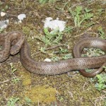 coronella_austriaca1