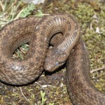 coronella_austriaca4