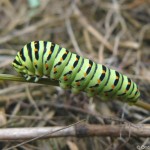 papilio_machaon3