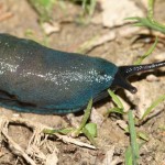 bielzia_coerulans3