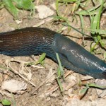 bielzia_coerulans4
