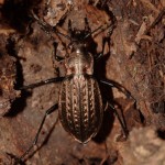 carabus_granulatus3