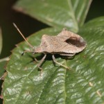 coreus_marginatus1