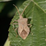 coreus_marginatus2