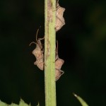 coreus_marginatus3