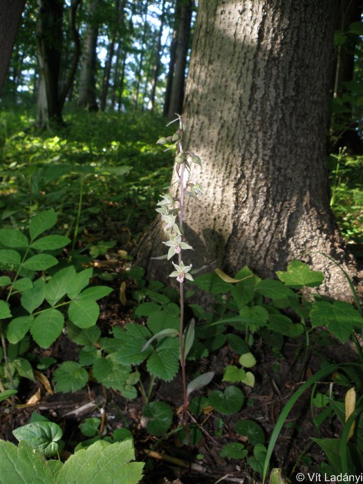 Epipactis purpurata kruštík modrofialový Orchidaceae vstavačovité
