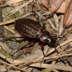 carabus_granulatus2