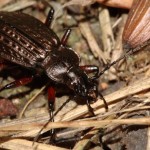 carabus_granulatus1