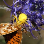 misumena_vatia1
