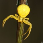 misumena_vatia2
