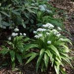 allium-ursinum-1
