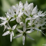 allium-ursinum-2