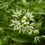 allium-ursinum-3