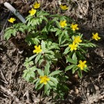 anemone-ranunculoides-1