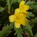 anemone-ranunculoides-2