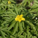 anemone-ranunculoides-3