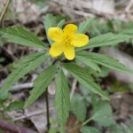 anemone_ranunculoides1