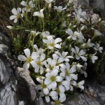 arenaria_grandiflora1