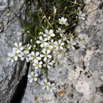 arenaria_grandiflora2