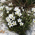 arenaria_grandiflora3