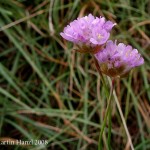 armeria_vulgaris_serpentini_1