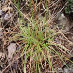 armeria_vulgaris_serpentini_2