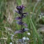 bartsia_alpina1