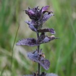 bartsia_alpina2