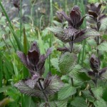 bartsia_alpina3