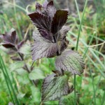 bartsia_alpina4