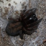 callobius_claustrarius1