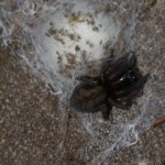callobius_claustrarius2