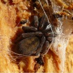 callobius_claustrarius3