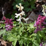 corydalis-cava-1
