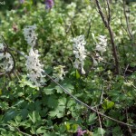 corydalis-cava-2