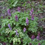 corydalis-cava-3