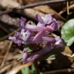 corydalis-solida-1