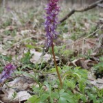 corydalis_cava4